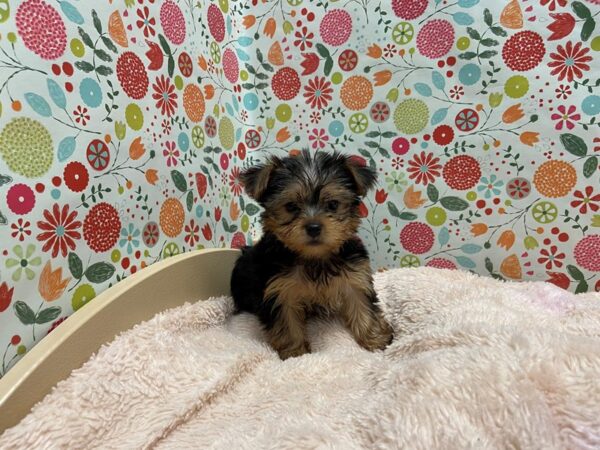 Yorkshire Terrier DOG Male blk & tn 5248 Petland San Antonio, TX