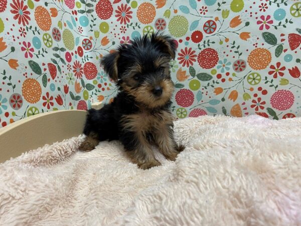 Yorkshire Terrier-DOG-Male-blk & tn-5249-Petland San Antonio, TX