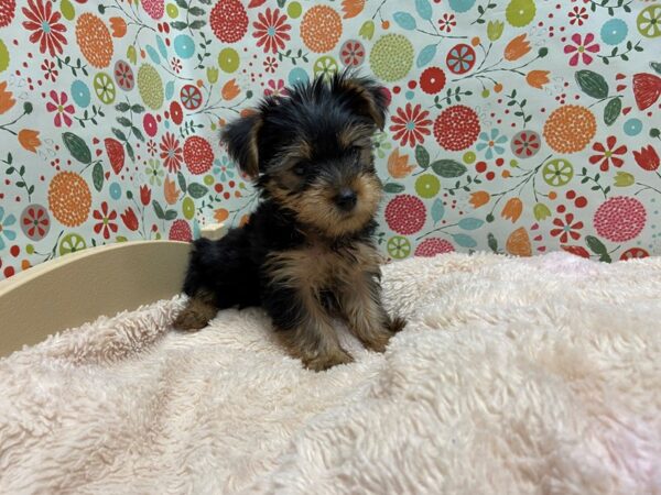 Yorkshire Terrier DOG Male blk & tn 5249 Petland San Antonio, TX