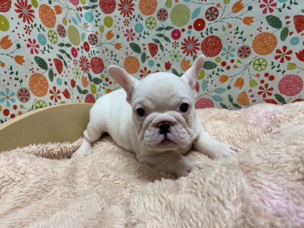 French Bulldog-DOG-Female-wh-5250-Petland San Antonio, TX
