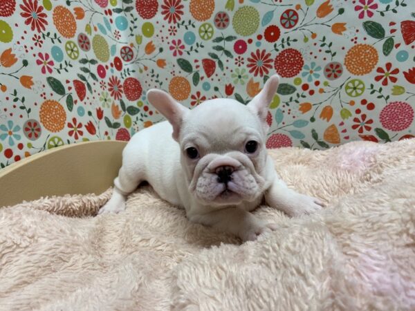 French Bulldog DOG Female wh 5250 Petland San Antonio, TX