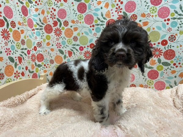 Cocker Spaniel-DOG-Male-choc & wh parti-5251-Petland San Antonio, TX