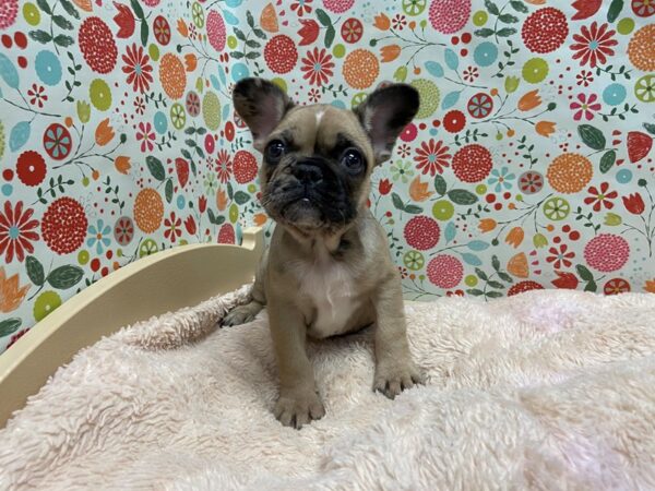 French Bulldog-DOG-Male-fn, mrl mkgs-5252-Petland San Antonio, TX