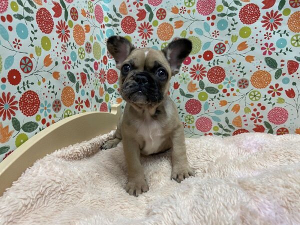 French Bulldog DOG Male fn, mrl mkgs 5252 Petland San Antonio, TX