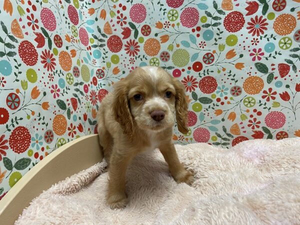 Cockapoo DOG Female br & wh 5253 Petland San Antonio, TX