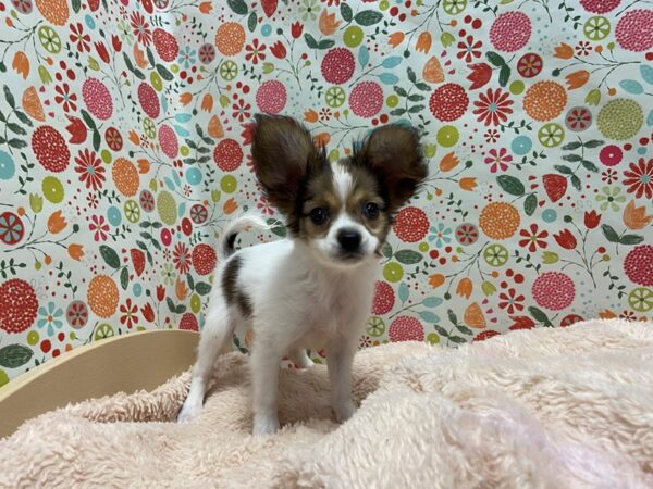 Papillon DOG Male rd & wh 5254 Petland San Antonio, TX