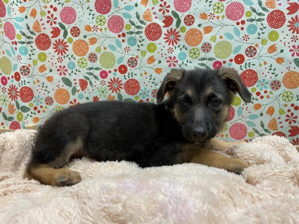 German Shepherd-DOG-Male-blk & tn-5256-Petland San Antonio, TX