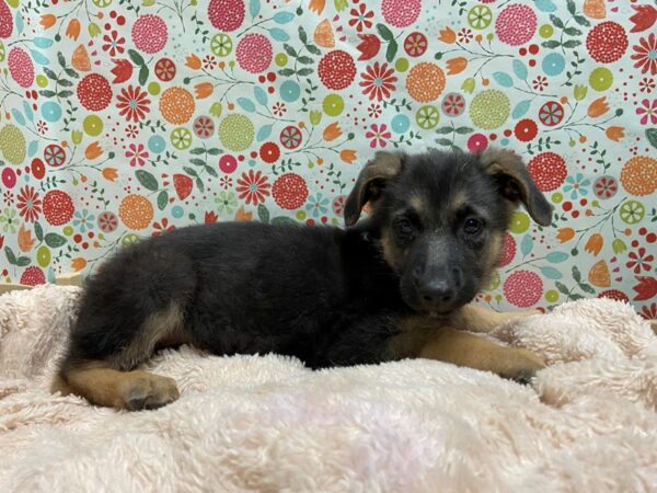 German Shepherd DOG Male blk & tn 5256 Petland San Antonio, TX