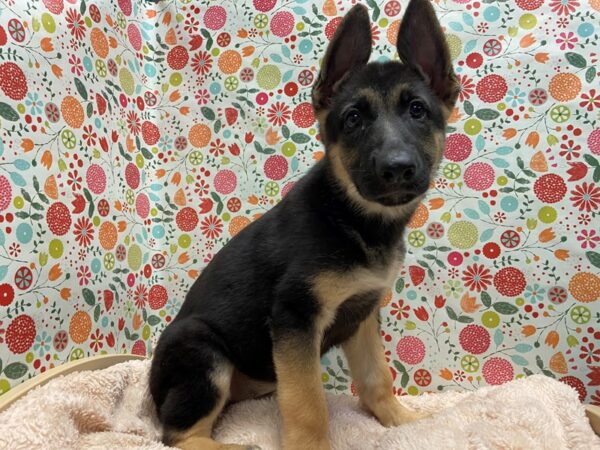 German Shepherd DOG Female blk & tn 5257 Petland San Antonio, TX