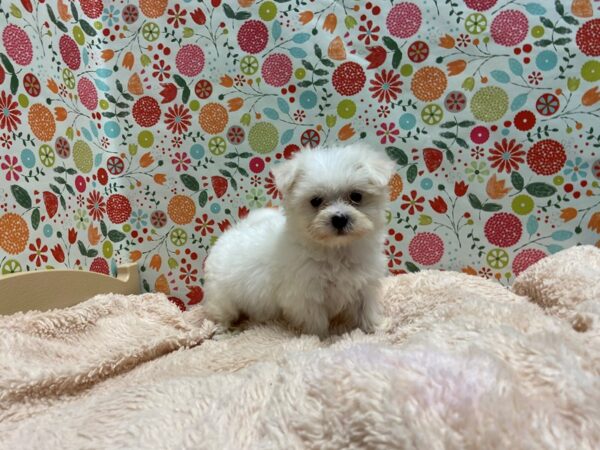 Maltese DOG Female wh 5259 Petland San Antonio, TX