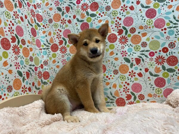 Shiba Inu DOG Male red 5260 Petland San Antonio, TX