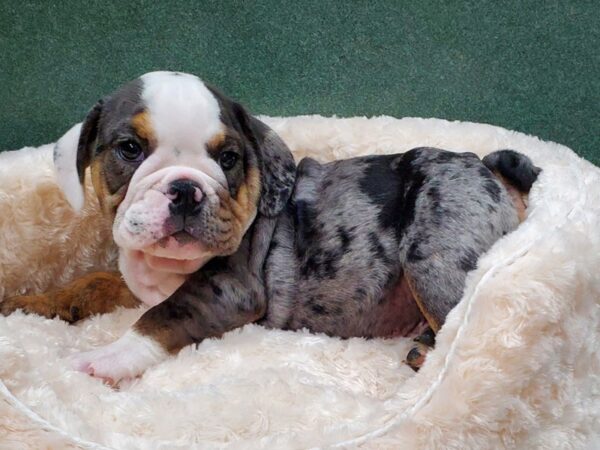 English Bulldog DOG Male Blue Merle & Tan 8343 Petland San Antonio, TX