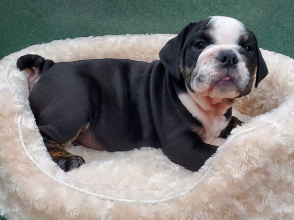 English Bulldog DOG Male Black Tan & White 8344 Petland San Antonio, TX