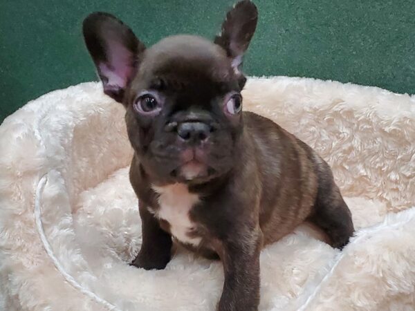 French Bulldog DOG Male Chocolate Brindle 8345 Petland San Antonio, TX