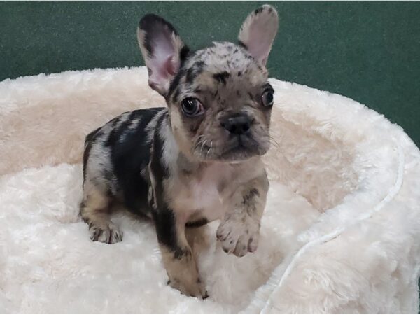 French Bulldog DOG Female Blue Merle 8346 Petland San Antonio, TX