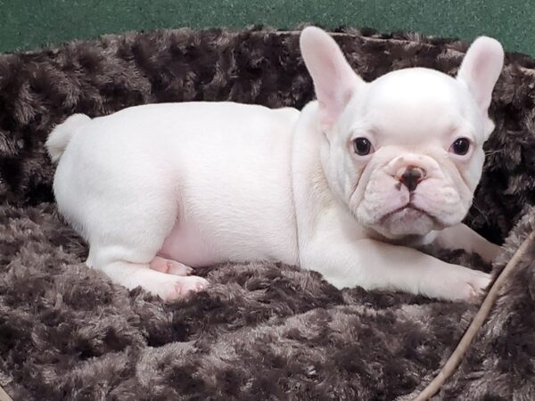 French Bulldog-DOG-Male-Cream-8362-Petland San Antonio, TX