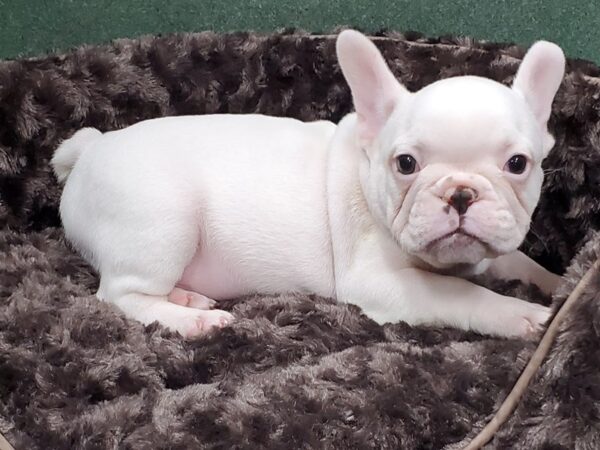 French Bulldog DOG Male Cream 8362 Petland San Antonio, TX