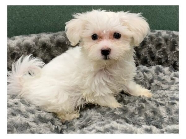 Maltese DOG Male White 8340 Petland San Antonio, TX