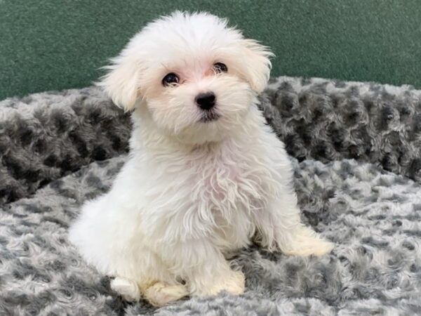 Maltese-DOG-Male-White-8341-Petland San Antonio, TX