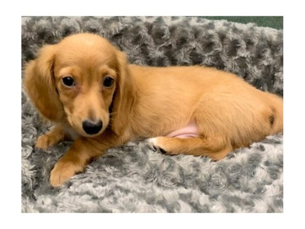 Dachshund-DOG-Male-Red Cream-8349-Petland San Antonio, TX