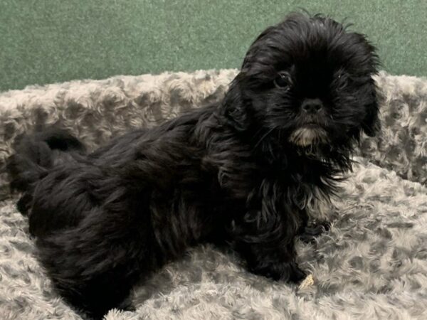 Shih Tzu DOG Male Black 8350 Petland San Antonio, TX