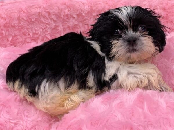 Shih Tzu DOG Female Black & White 8351 Petland San Antonio, TX