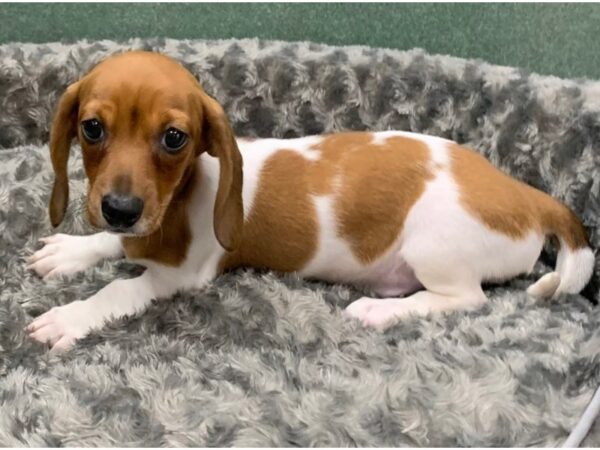 Dachshund DOG Male Red Piebald 8352 Petland San Antonio, TX