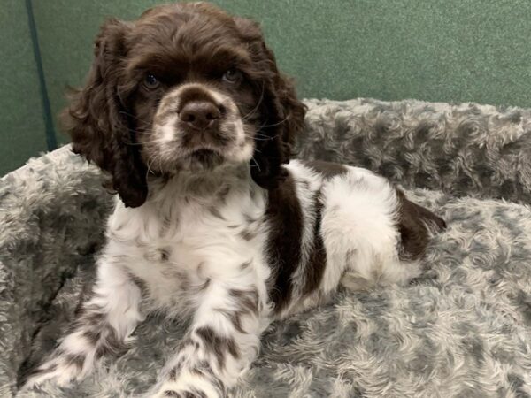 Cocker Spaniel-DOG-Male-Chocolate & White-8353-Petland San Antonio, TX