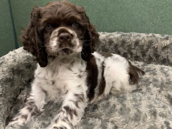 Cocker Spaniel DOG Male Chocolate & White 8353 Petland San Antonio, TX