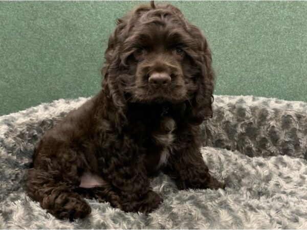 Cocker Spaniel DOG Male Chocolate 8354 Petland San Antonio, TX