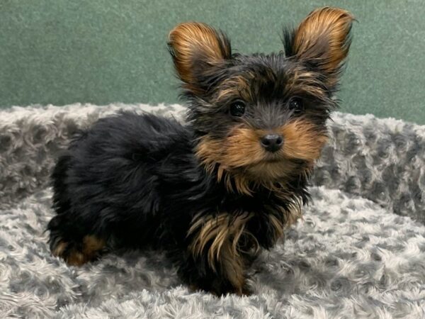 Yorkshire Terrier DOG Female Black & Tan 8355 Petland San Antonio, TX