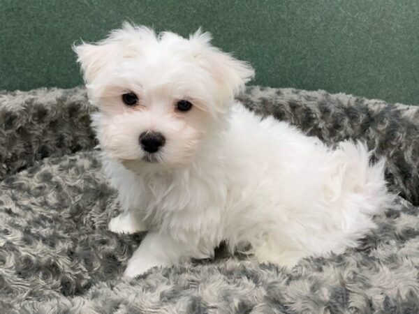 Maltese DOG Male White 8356 Petland San Antonio, TX