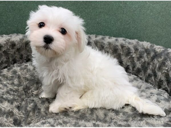 Maltese DOG Male White 8357 Petland San Antonio, TX