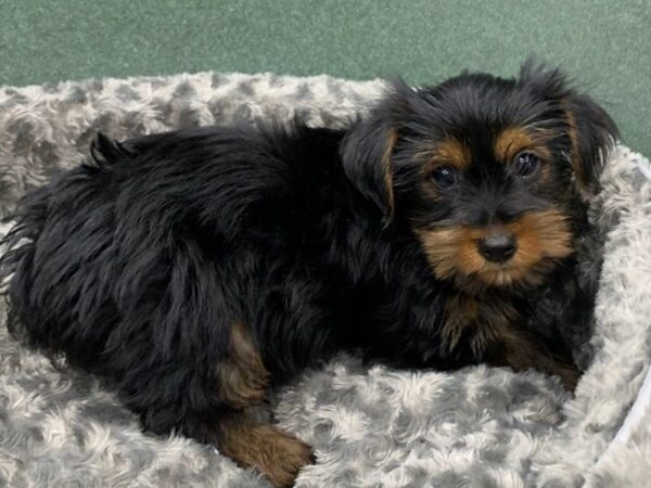 Yorkshire Terrier DOG Male Black & Tan 8358 Petland San Antonio, TX