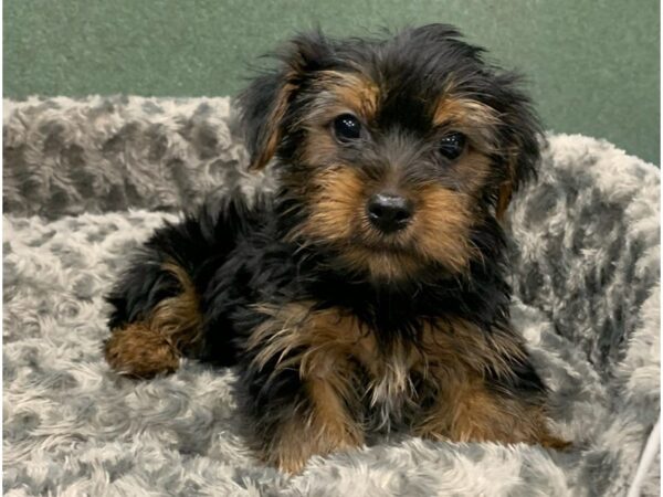 Yorkshire Terrier DOG Male Black & Tan 8359 Petland San Antonio, TX