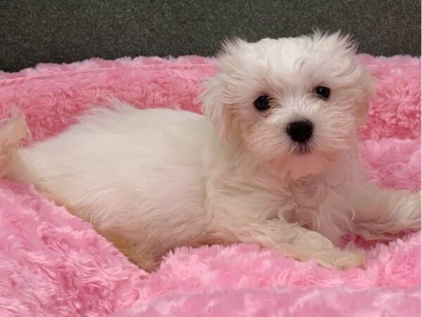 Maltese DOG Female White 8360 Petland San Antonio, TX