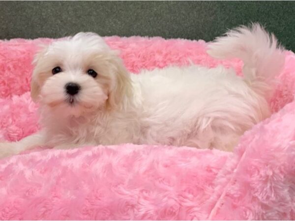 Maltese DOG Female White 8361 Petland San Antonio, TX