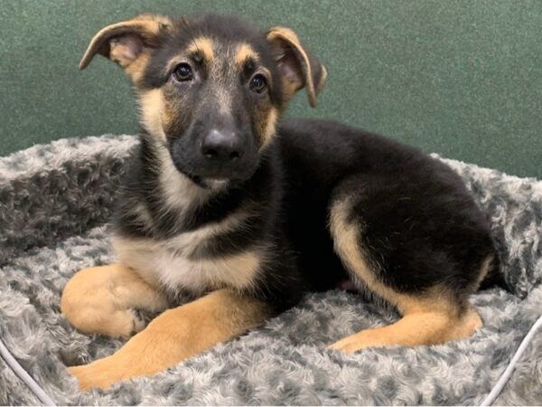 German Shepherd DOG Male Black & Tan 8363 Petland San Antonio, TX