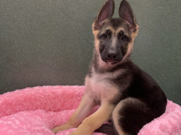 German Shepherd-DOG-Female-Black & Tan-8364-Petland San Antonio, TX