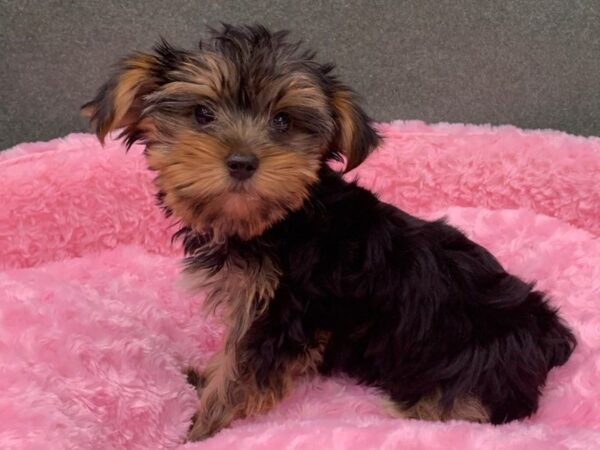 Yorkshire Terrier DOG Female Black & Tan 8365 Petland San Antonio, TX