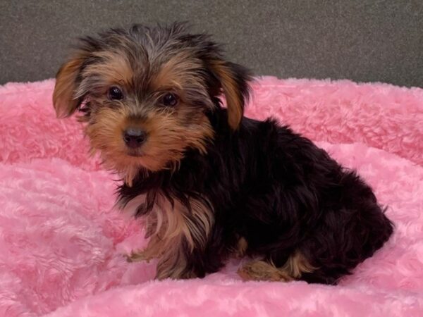 Yorkshire Terrier DOG Female Black & Tan 8366 Petland San Antonio, TX