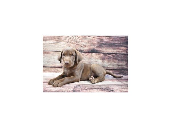 Labrador Retriever-DOG-Male-Chocolate-5264-Petland San Antonio, TX