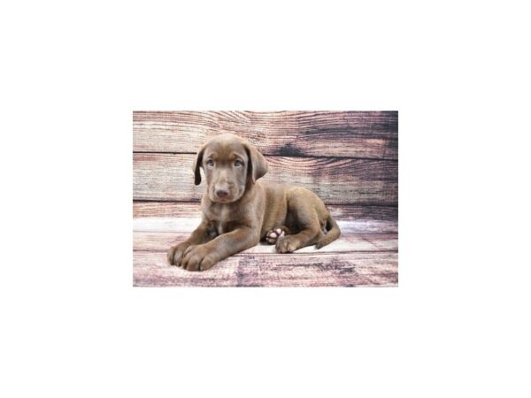 Labrador Retriever-DOG-Female-Chocolate-5265-Petland San Antonio, TX