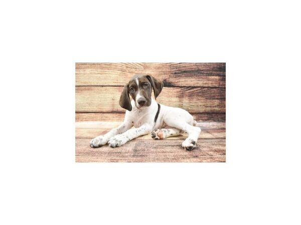 German Shorthair Pointer DOG Female Brown and White 5263 Petland San Antonio, TX