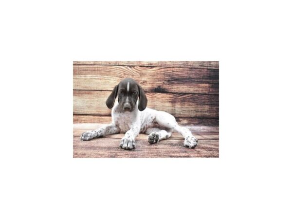 German Shorthair Pointer-DOG-Male-Brown and White-5262-Petland San Antonio, TX