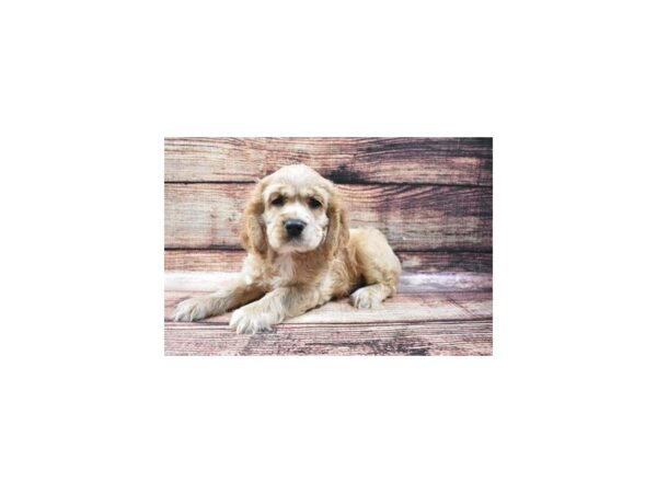 Cocker Spaniel DOG Male Buff 5261 Petland San Antonio, TX