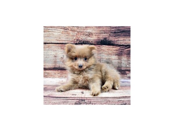 Pomeranian-DOG-Female-Blue-5267-Petland San Antonio, TX
