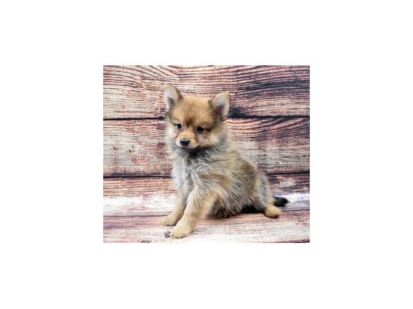 Pomeranian-DOG-Female-Red-5266-Petland San Antonio, TX