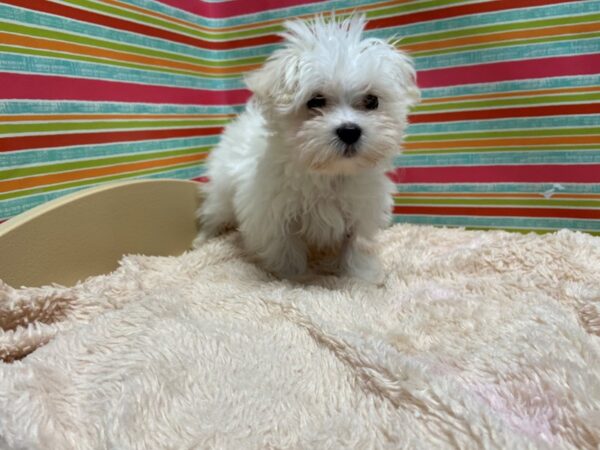 Maltese DOG Male wh 5258 Petland San Antonio, TX