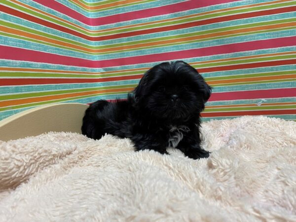 Shih Tzu-DOG-Male-blk, wh mkgs-5268-Petland San Antonio, TX